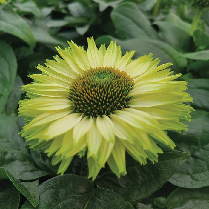  SunSeekers Apple Green Echinacea