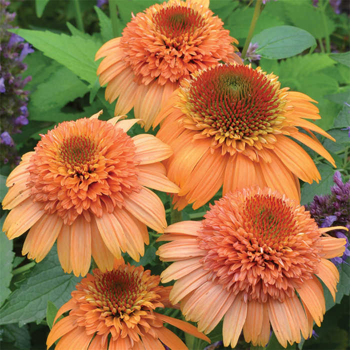  Supreme Cantaloupe Echinacea