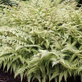  Ghost Fern