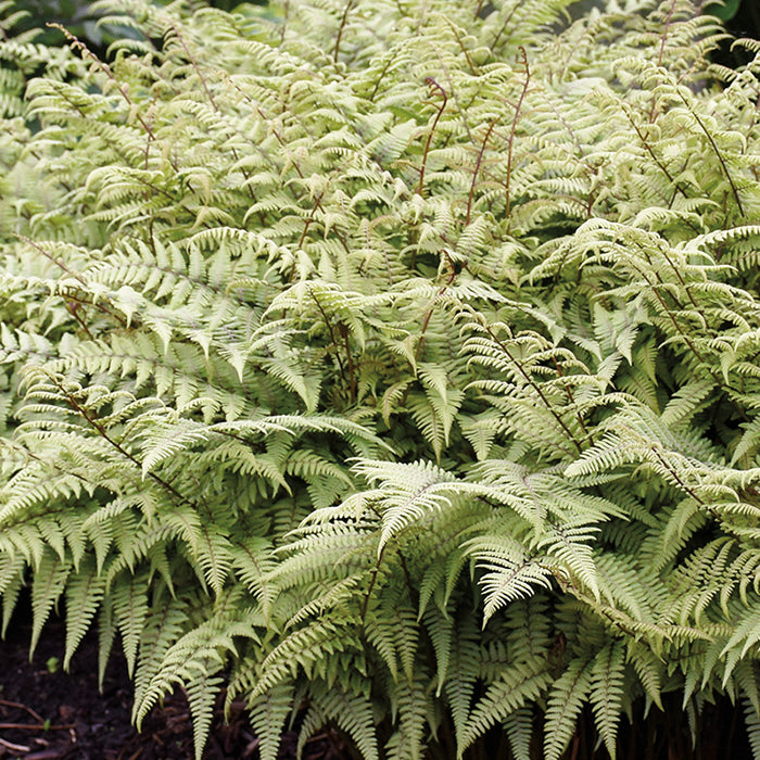  Ghost Fern