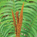  Cinnamon Fern