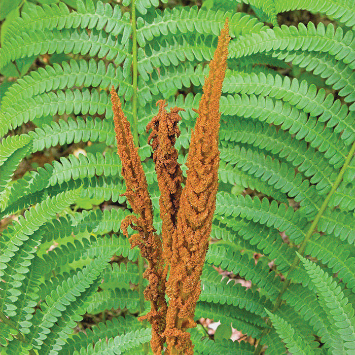  Cinnamon Fern