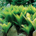 Ostrich Fern