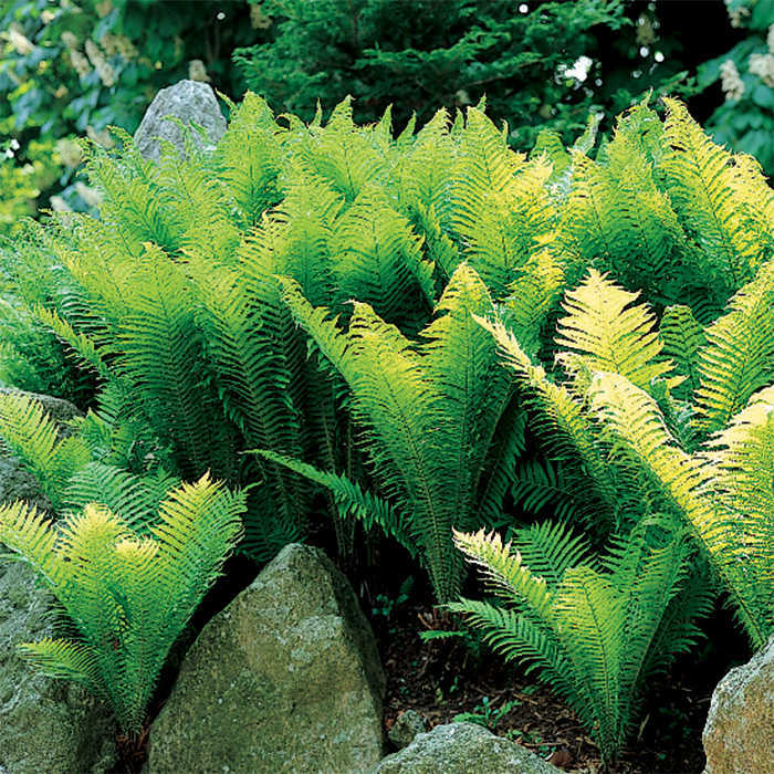  Ostrich Fern