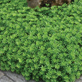  Sweet Woodruff