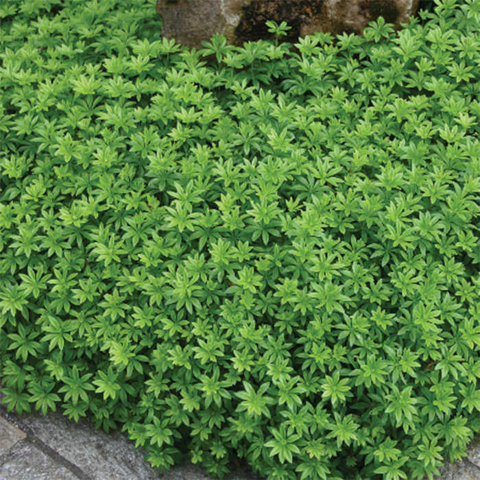  Sweet Woodruff