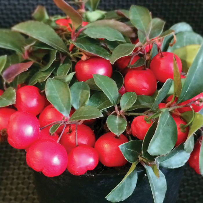  Cherry Berries&trade; Wintergreen