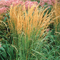  Karl Foerster Feather Reed Grass