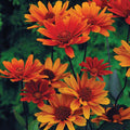  Bleeding Hearts Heliopsis