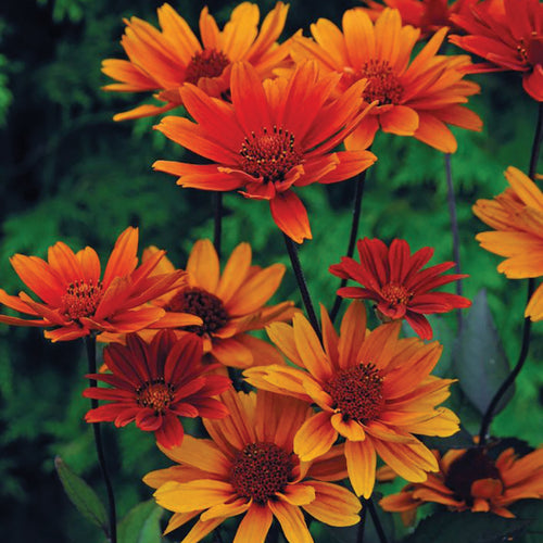  Bleeding Hearts Heliopsis