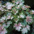  Dew Drops Heuchera