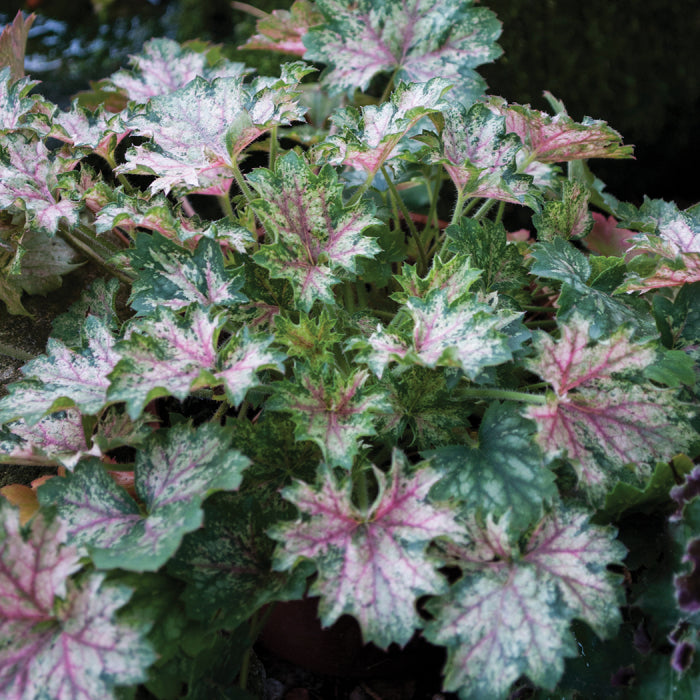  Dew Drops Heuchera
