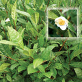 Korean Tea Plant