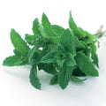  Mojito Mint