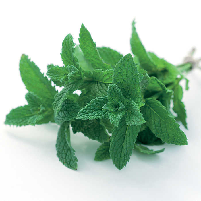  Mojito Mint