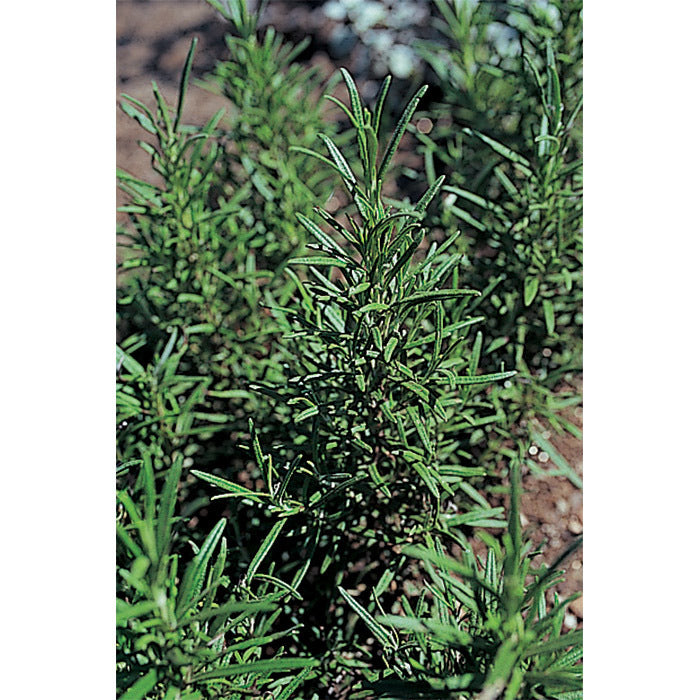  Madeline Hill Rosemary
