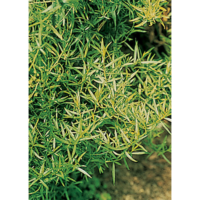  French Tarragon Herb