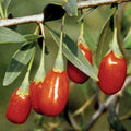  Crimson Star&trade; Goji Berry