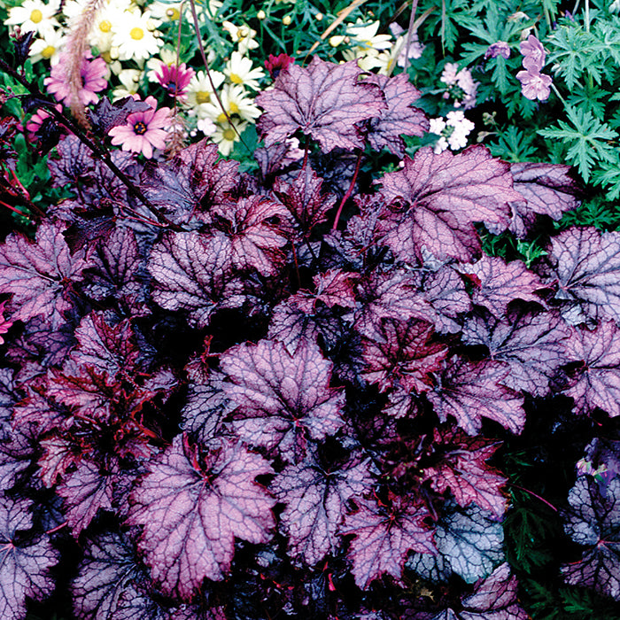  Amethyst Myst Heuchera