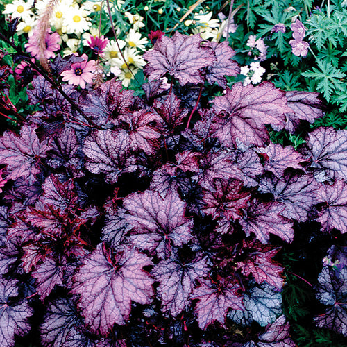  Amethyst Myst Heuchera
