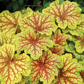  Red Lightning Heuchera