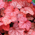  Georgia Peach Heuchera