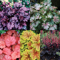  Heuchera Collection