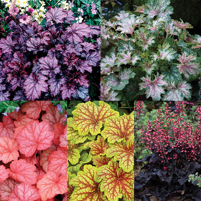  Heuchera Collection