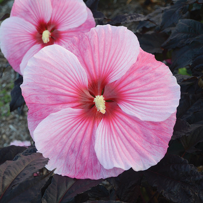  Starry Starry Night Hibiscus