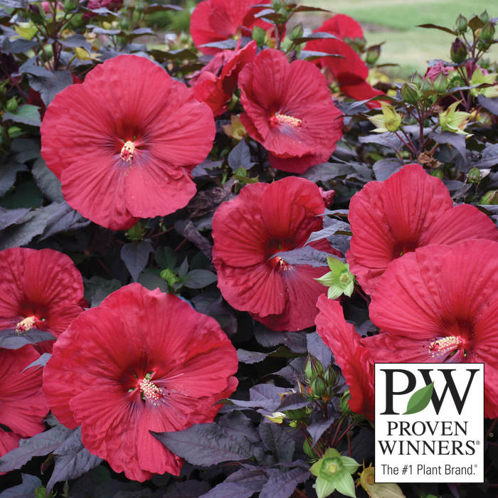  Summerific&reg; Holy Grail Hibiscus