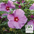  Summerific&reg; Lilac Crush Hibiscus