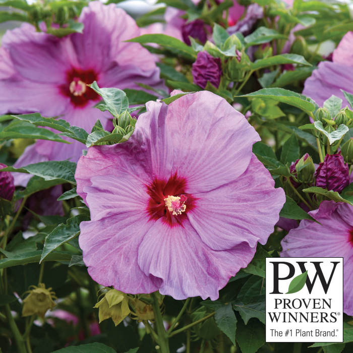  Summerific&reg; Lilac Crush Hibiscus