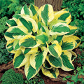  Brim Cup Hosta