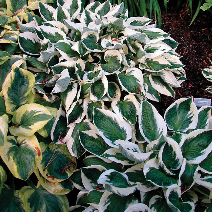  Minuteman Hosta
