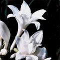  Aphrodite Hosta
