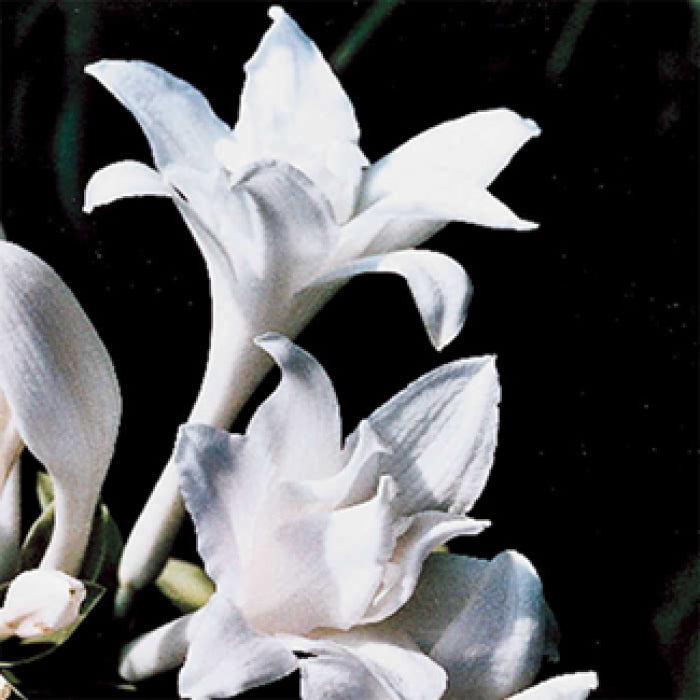  Aphrodite Hosta