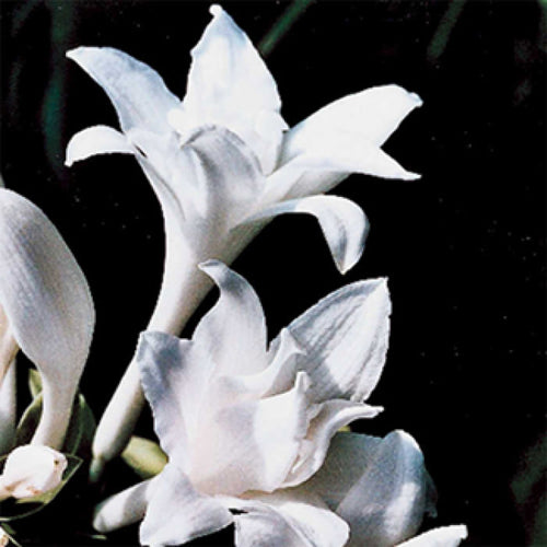  Aphrodite Hosta