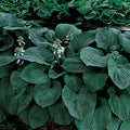  Blue Giant Hosta