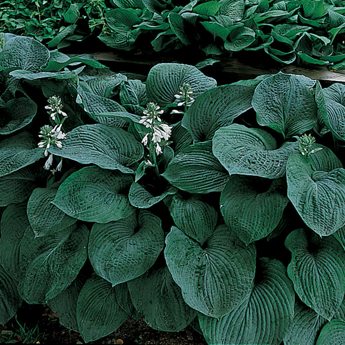  Blue Giant Hosta