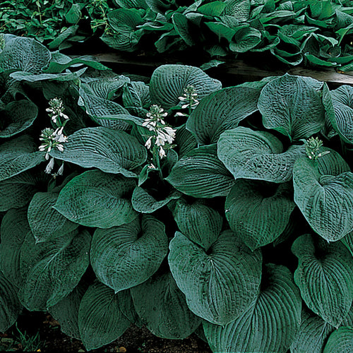  Blue Giant Hosta
