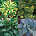  Hosta Favorites Collection