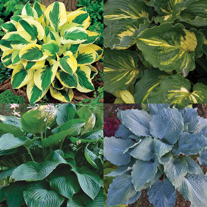  Hosta Favorites Collection