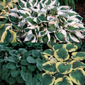  Amazing Deal Hosta Offer