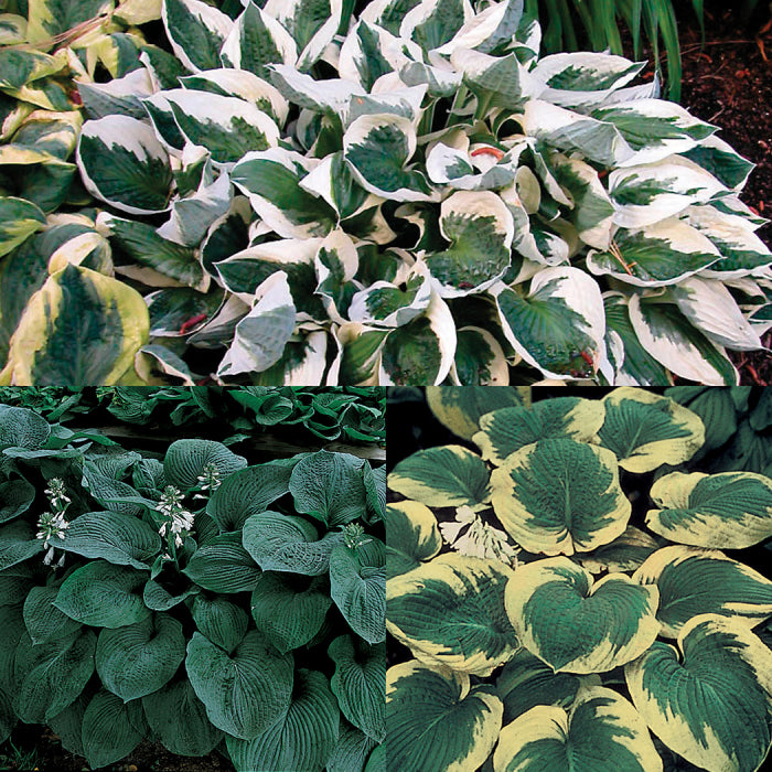 Amazing Deal Hosta Offer