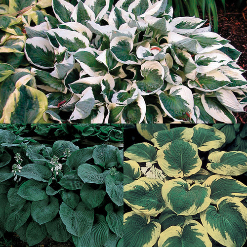  Amazing Deal Hosta Offer