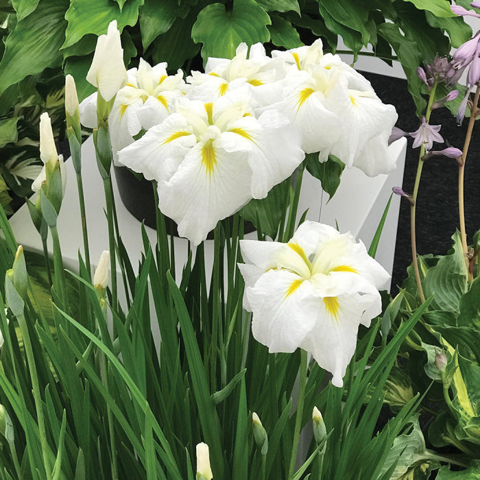  Gold Bound Japanese Iris