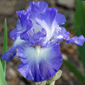  City Lights Reblooming Bearded Iris