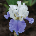  Stairway To Heaven Bearded Iris