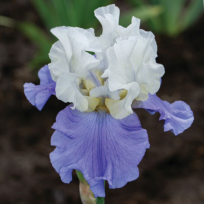  Stairway To Heaven Bearded Iris