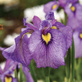  Shiryukyo Pseudata Iris